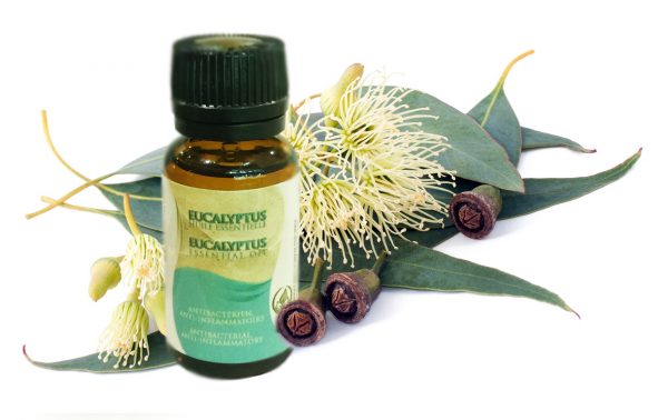 eucalyptus essential oil