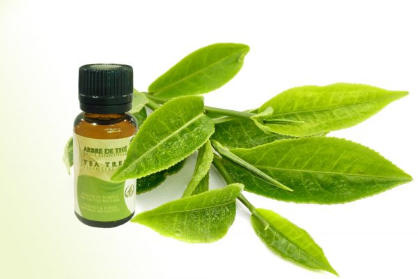 tea tree essential oil