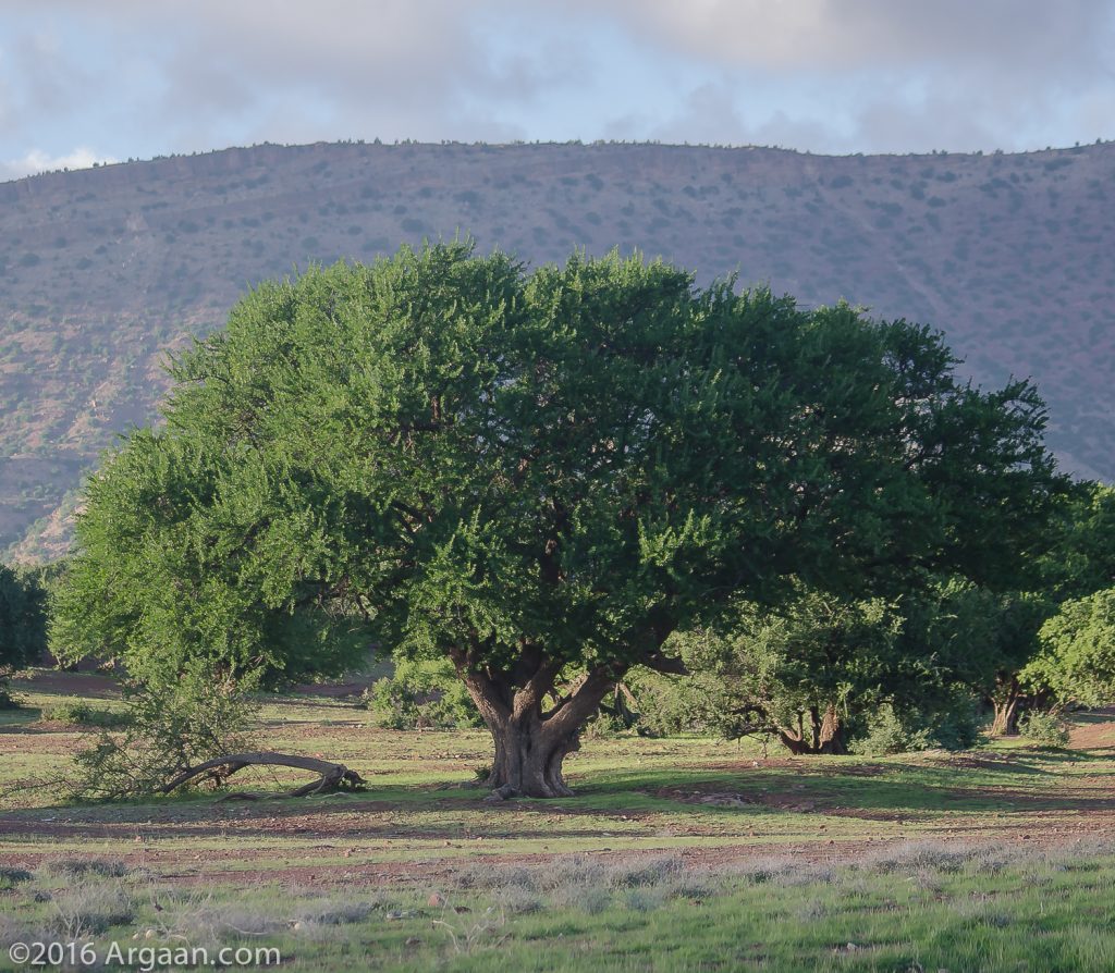 Argania Spinosa Tree